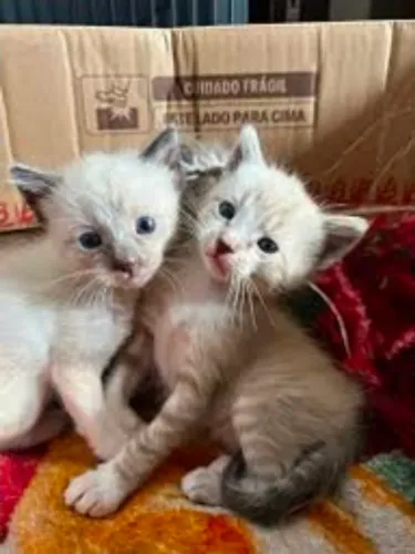 Doação de dois lindos gatos 
