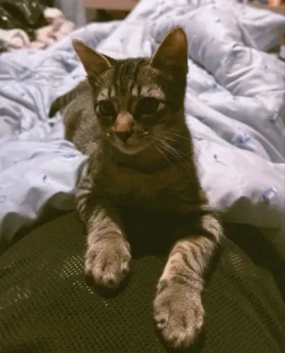 Gatinha para adoção