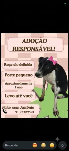 ADOTEM ELA POR FAVOR! ? Fêmea Resgatada - Adoção Urgente