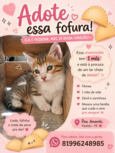 Gatinha procura lar