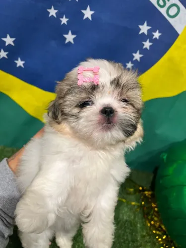 Vendo filhote de Shitzu Fêmea já com a primeira dose da vacina importada 