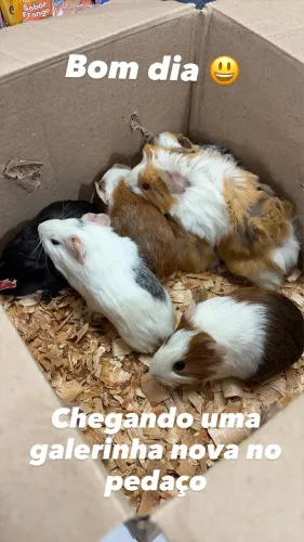 Porquinho da Índia