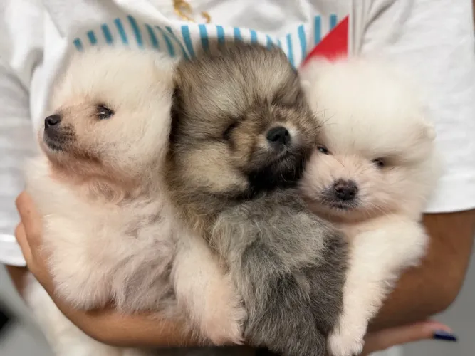 Lulu da Pomerania 