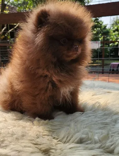 Filhote de cachorro (DOAÇÃO)