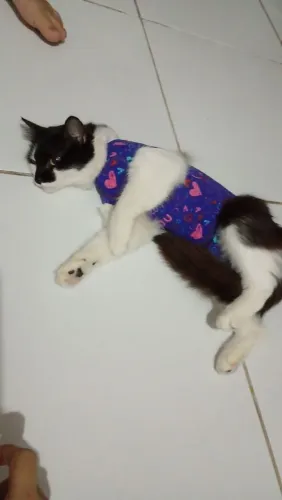 Doação de gatinha