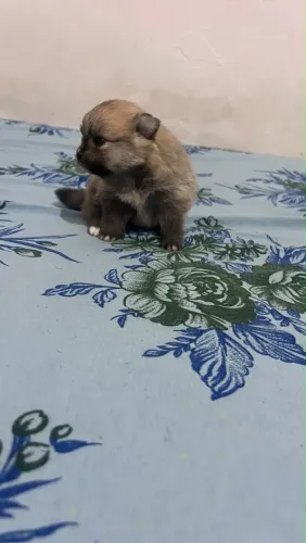 Lulu da pomerânia