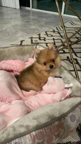 Spitz Alemão lindo demais