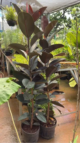 Muda de Ficus Elástica