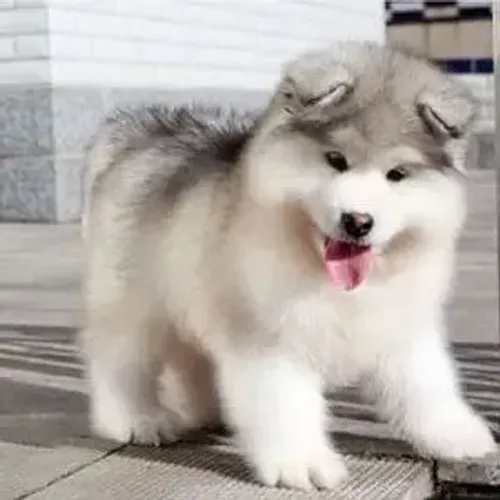 Filhotes de Husky Siberiano | Uma escolha que começa pelo olhar!
