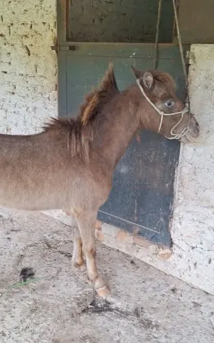MINI PÔNEI 