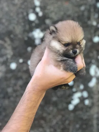 Spitz alemão Um novo integrante pode estar esperando sua decisão