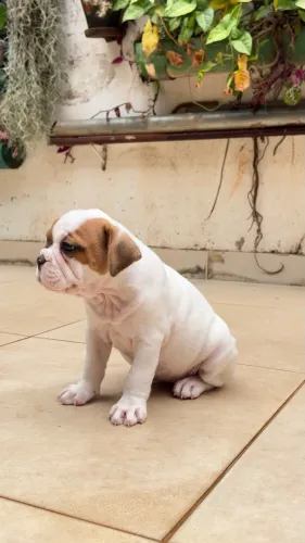 Filhotes de Bulldog