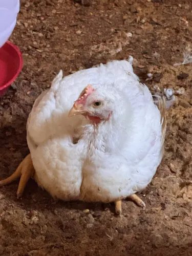 Frango de corte