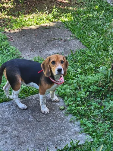 Beagle | Lindas Fêmeas