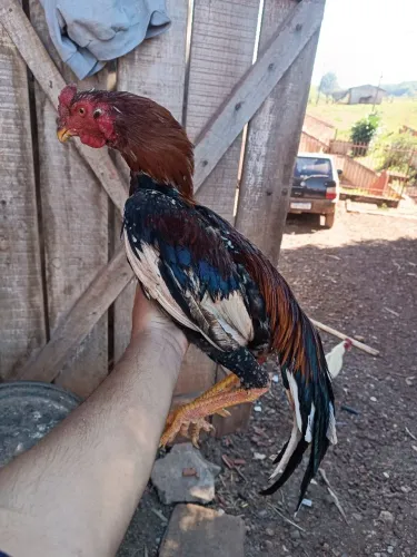 Indio canto curto 1 galo 2 galinha