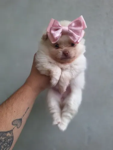 Lulu da Pomerânia femea 