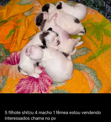 Vendo filhotes Shitzu