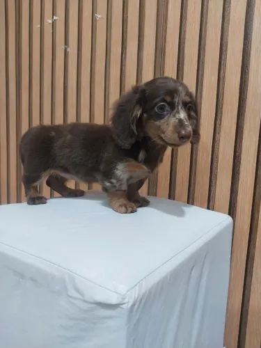 Dachshund pelo longo arlequim chocolate 