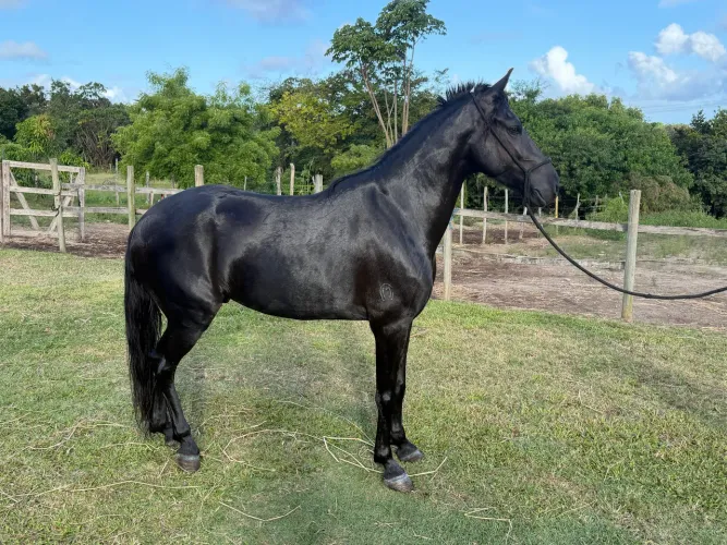 Mangalarga Marchador - Marcha picada
