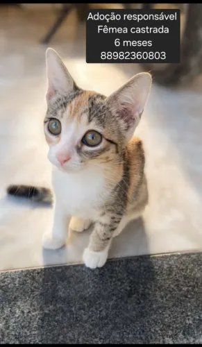 Gata para adoção 