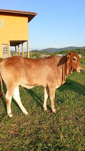 Novilha 