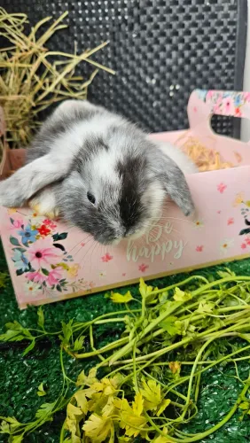 Coelho mini lop Uruguaio bicolor 