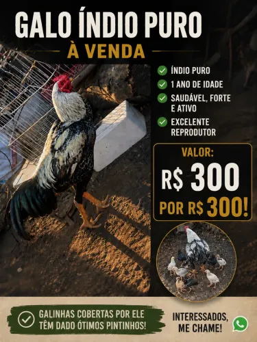 Galo índio 
