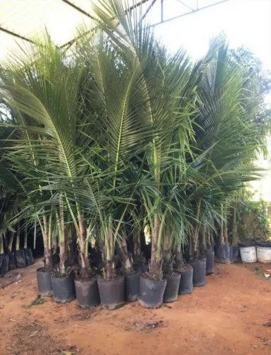 Plantas frutíferas e hornamentais
