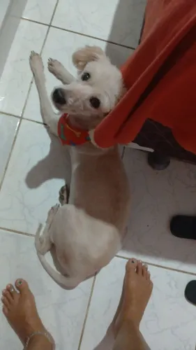 Adoção Poodle Macho