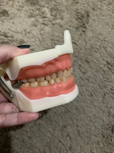 Manequim odontológico de dentistica Dent Art