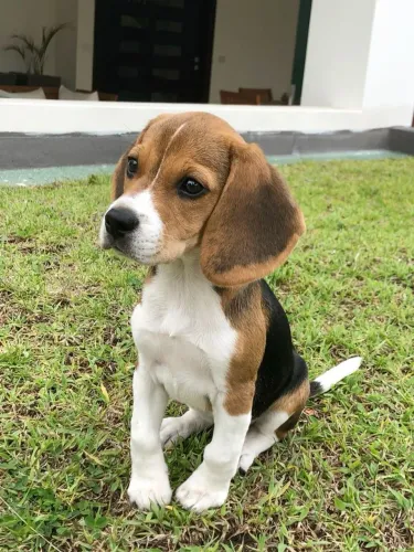 Filhote de Beagle Fêmea