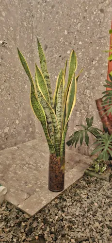 Decoração, vaso em vidro com espada de santa barbara e argila expandida.
