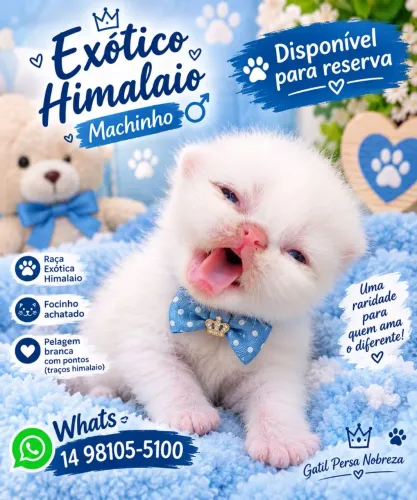 Gato exotico himalaio