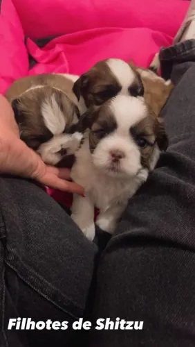 Vende-se cachorro shih tzu