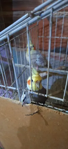 Amigos