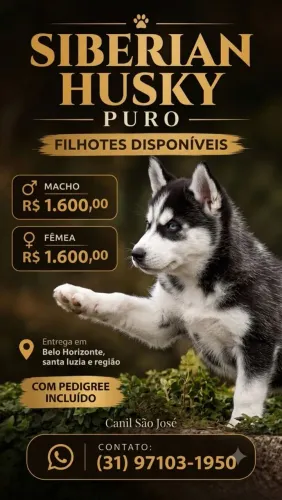 FILHOTES de Husky Siberiano