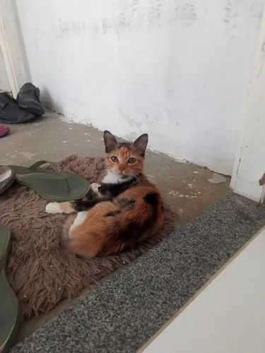 Gata tricolor para adoção