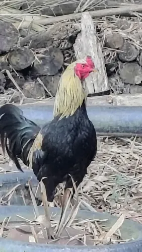 Galinha ?