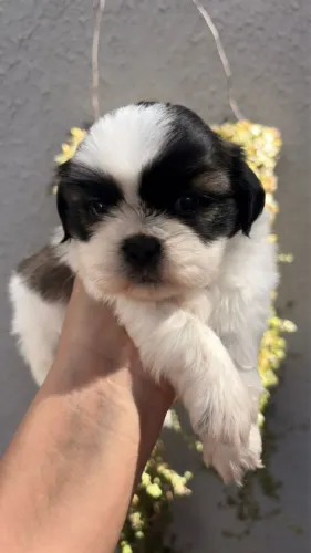 Shih tzu