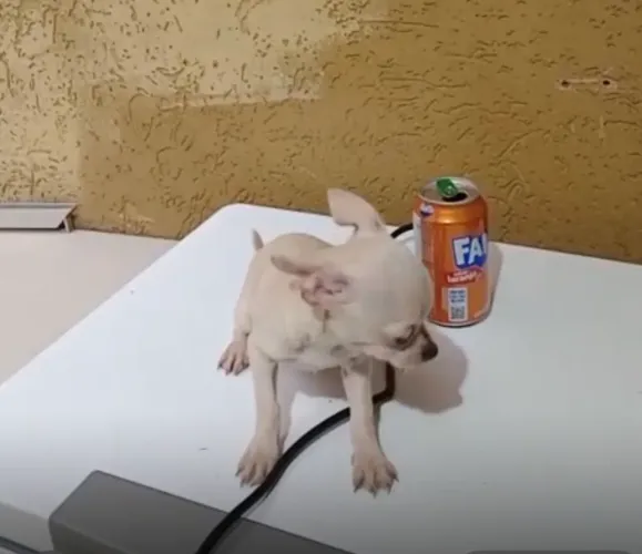 Chihuahua macho menor raça do mundo