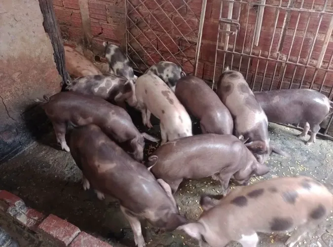 Vendo leitão