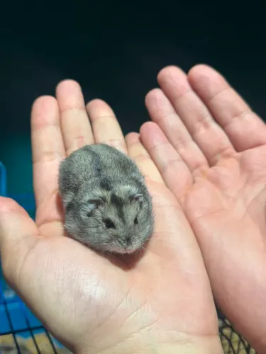 Hamster Muito Docil $50 reais