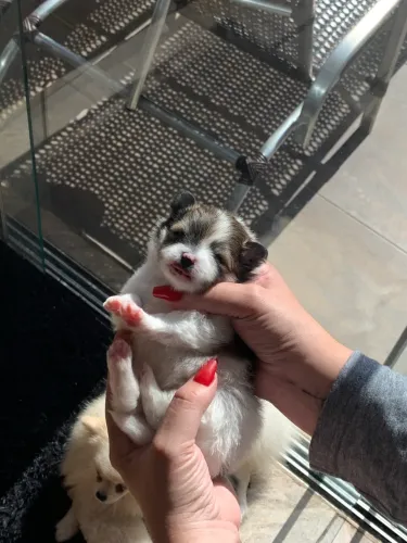 Filhote de Lulu da Pomerania 