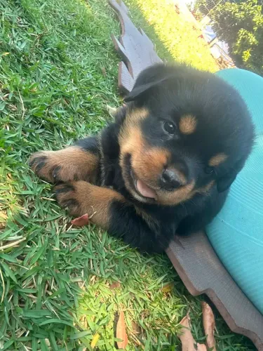 filhote de ROTTWELEIR com pedigree linhagem europeia