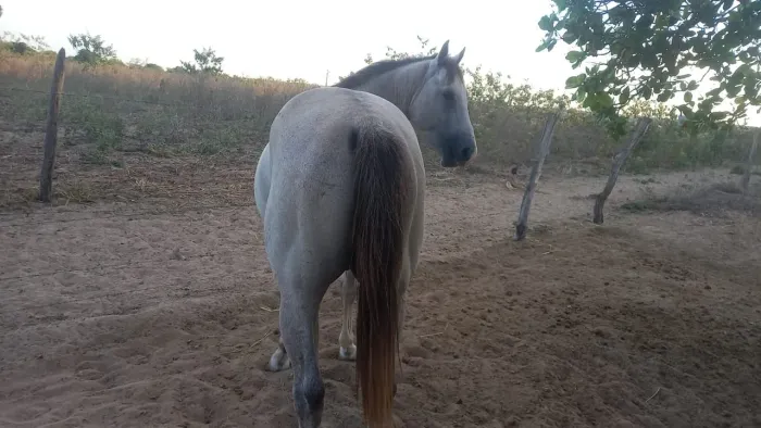 Cavalo quarto de milha venda