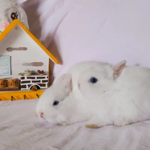 Coelho netherland Branco sólido de olhos azuis intenso - Macho - Portador dos genes BEW