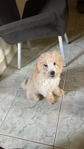 Cachorro poodle toy puro 