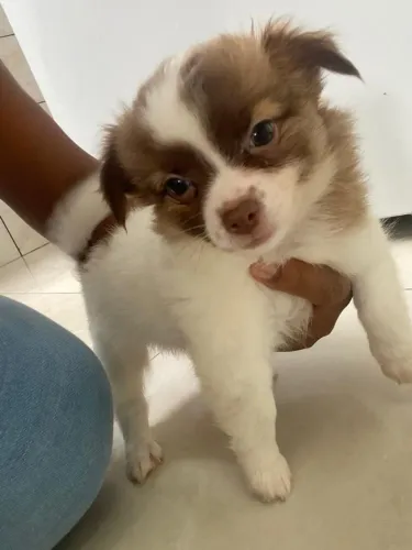Cachorro