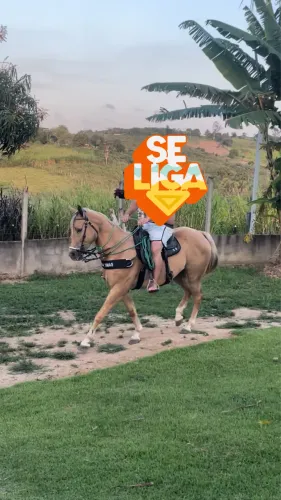 Égua quarto de milha com documento 