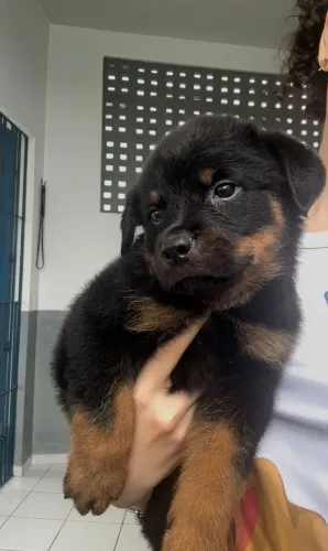 Rottweiler cabeça de touro - DUAS FÊMEAS!!!